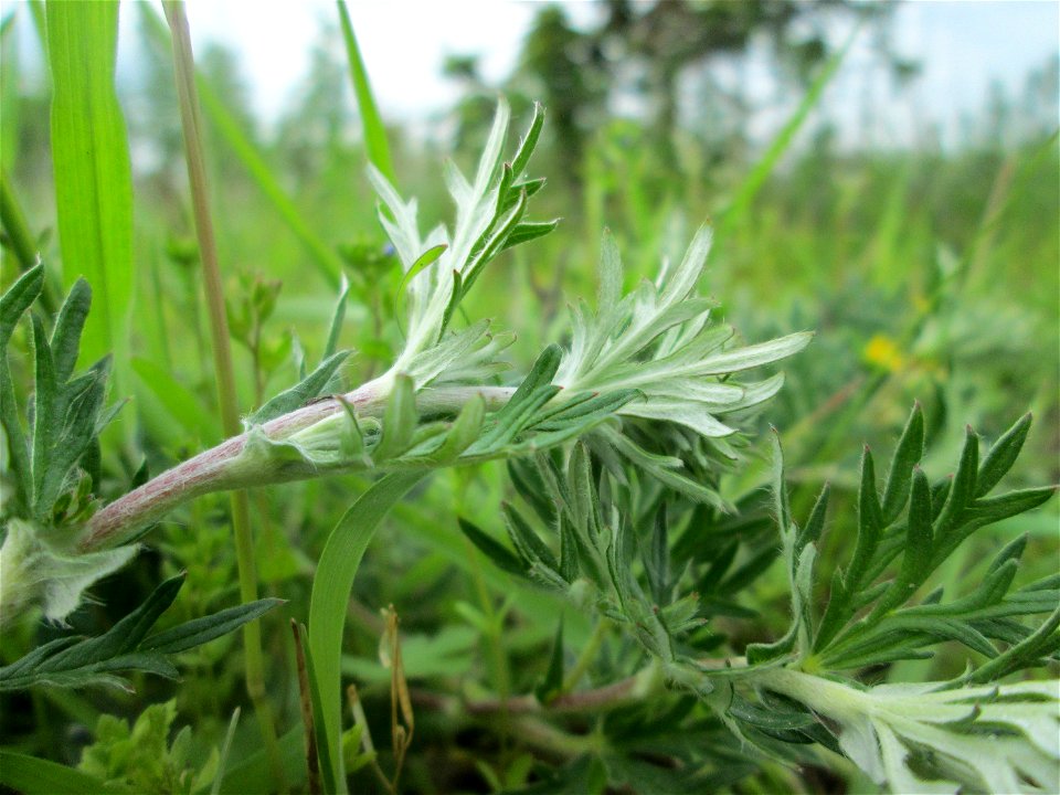 Silber-Fingerkraut (Potentilla argentea) in den Horststückern im Landschaftsschutzgebiet „Hockenheimer Rheinbogen“