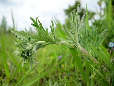 Silber-Fingerkraut (Potentilla argentea) in den Horststückern im Landschaftsschutzgebiet „Hockenheimer Rheinbogen“