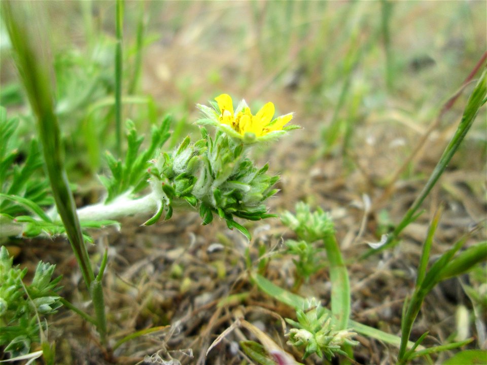 Silber-Fingerkraut (Potentilla argentea) auf einer Parkplatzwiese in Hockenheim