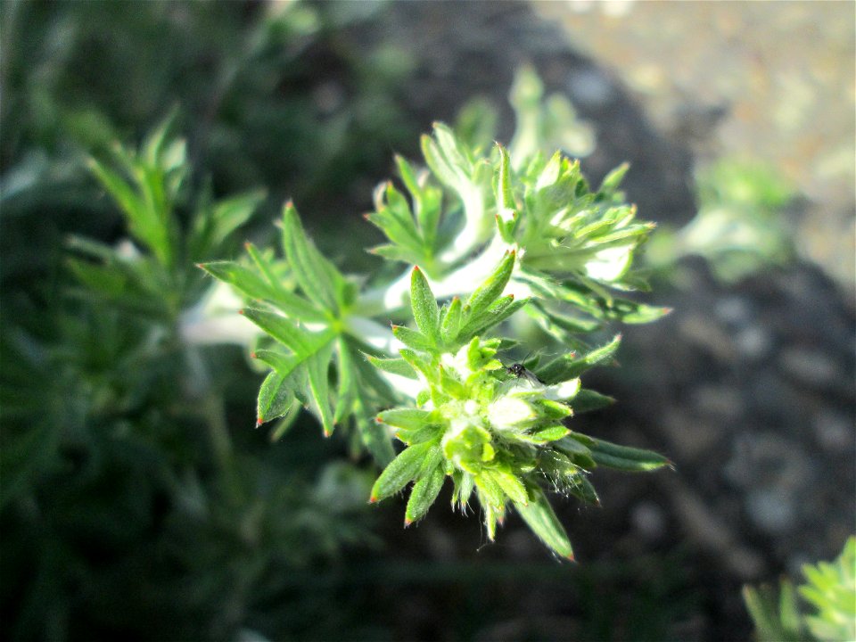 Silber-Fingerkraut (Potentilla argentea) am Kraichbachdamm im Landschaftsschutzgebiet „Hockenheimer Rheinbogen“ - noch vor der Blüte aber deutlich an den unterseitig silbrigen Blättern zu erkennen