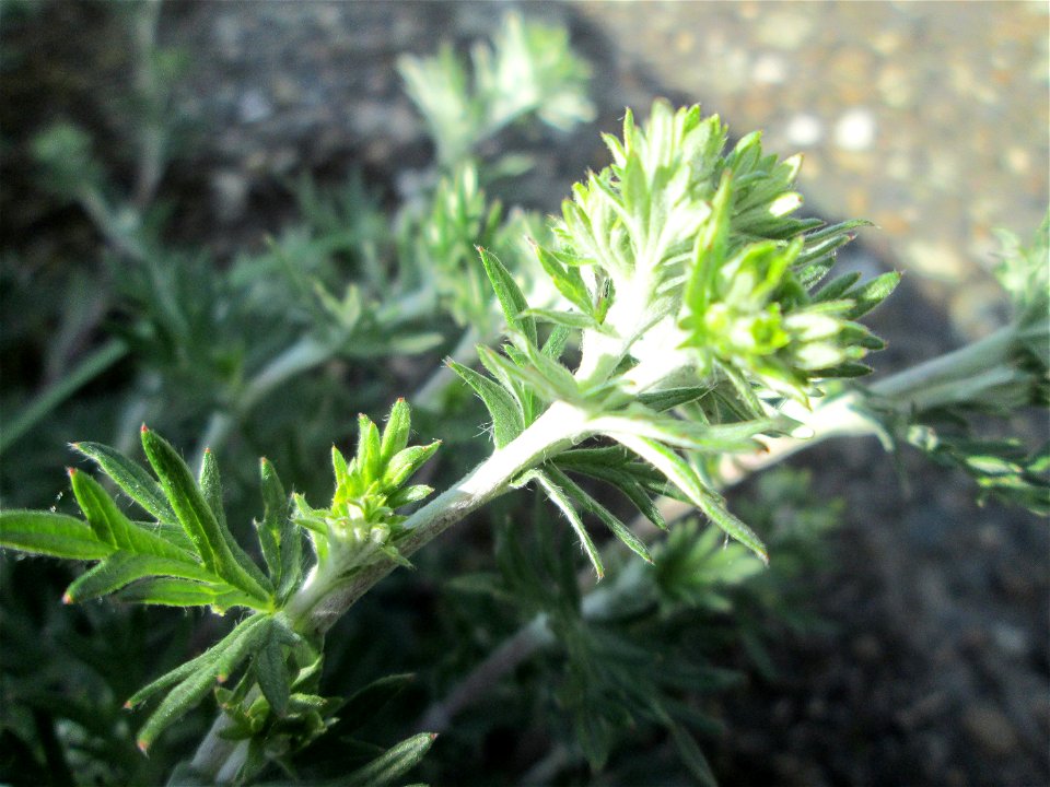 Silber-Fingerkraut (Potentilla argentea) am Kraichbachdamm im Landschaftsschutzgebiet „Hockenheimer Rheinbogen“ - noch vor der Blüte aber deutlich an den unterseitig silbrigen Blättern zu erkennen