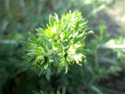 Silber-Fingerkraut (Potentilla argentea) am Kraichbachdamm im Landschaftsschutzgebiet „Hockenheimer Rheinbogen“ - noch vor der Blüte aber deutlich an den unterseitig silbrigen Blättern zu erkennen