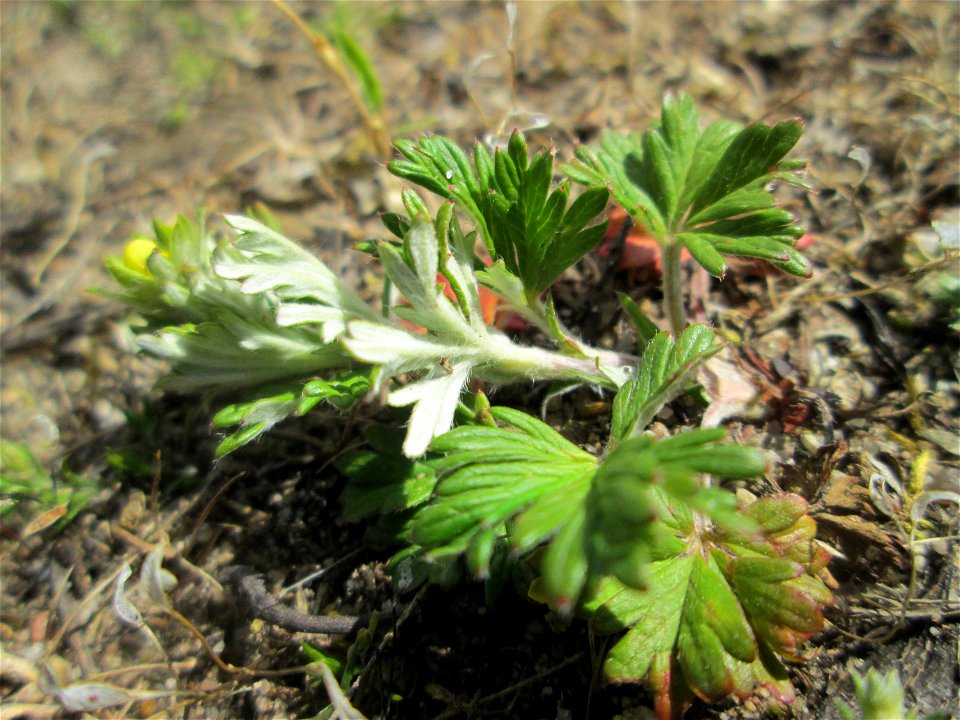 Silber-Fingerkraut (Potentilla argentea) auf einer Parkplatz-Wiese in Hockenheim