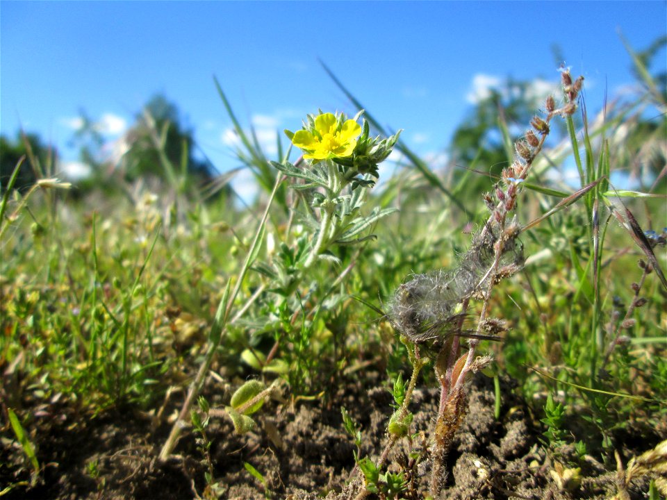 Silber-Fingerkraut (Potentilla argentea) auf einer Streuobstwiese in Hockenheim