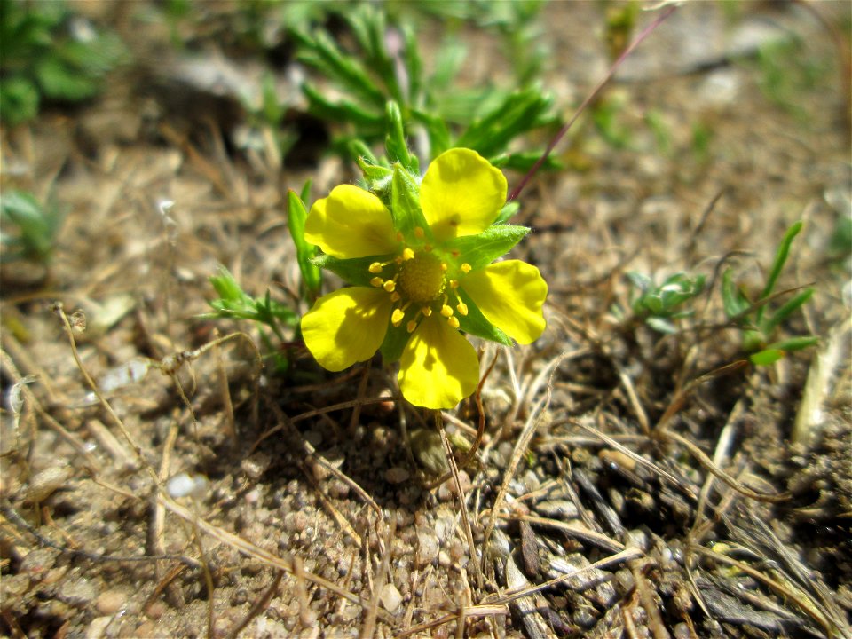 Silber-Fingerkraut (Potentilla argentea) auf einer Parkplatz-Wiese in Hockenheim
