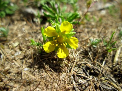 Silber-Fingerkraut (Potentilla argentea) auf einer Parkplatz-Wiese in Hockenheim