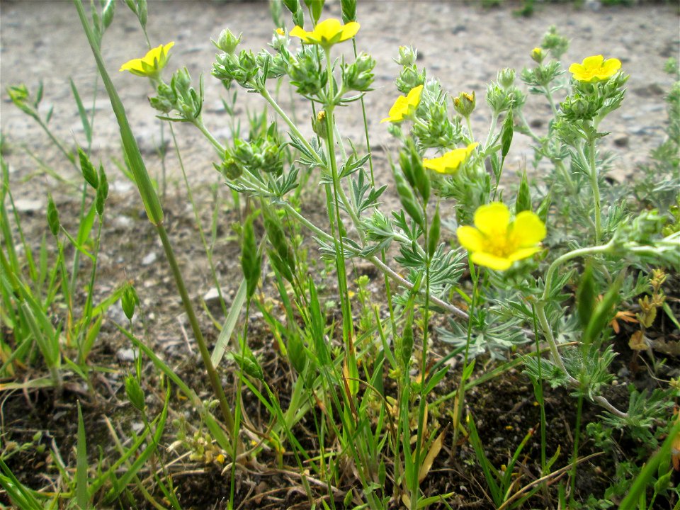 Silber-Fingerkraut (Potentilla argentea) im Naturschutzgebiet „Bachwiesen/Leopoldswiesen“ im Hockenheimer Rheinbogen