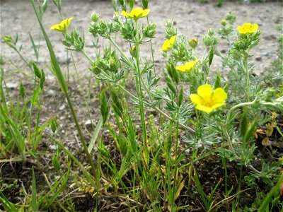 Silber-Fingerkraut (Potentilla argentea) im Naturschutzgebiet „Bachwiesen/Leopoldswiesen“ im Hockenheimer Rheinbogen
