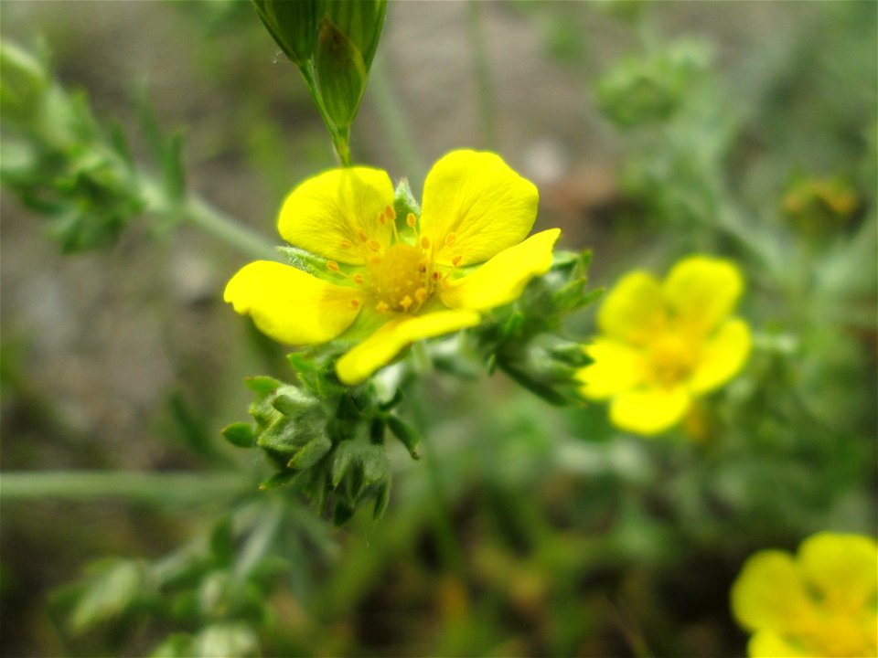 Silber-Fingerkraut (Potentilla argentea) im Naturschutzgebiet „Bachwiesen/Leopoldswiesen“ im Hockenheimer Rheinbogen