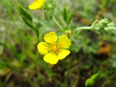 Silber-Fingerkraut (Potentilla argentea) im Naturschutzgebiet „Bachwiesen/Leopoldswiesen“ im Hockenheimer Rheinbogen