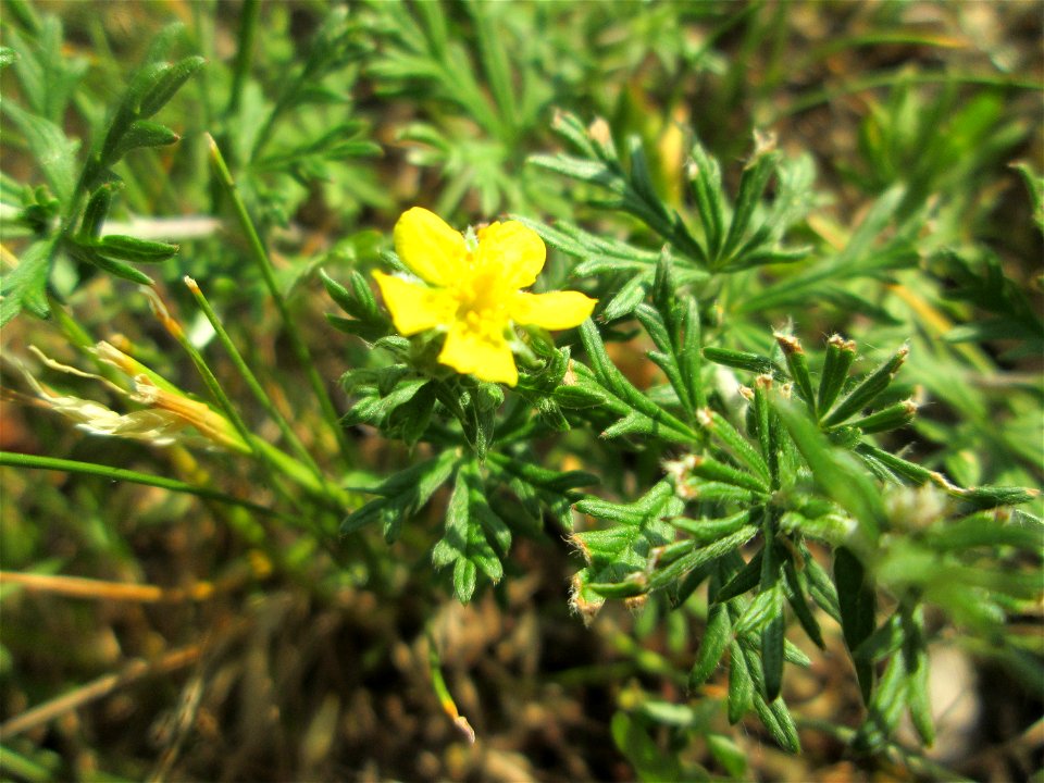 Silber-Fingerkraut (Potentilla argentea) auf einem Mittelstreifen einer Straße in Saarbrücken