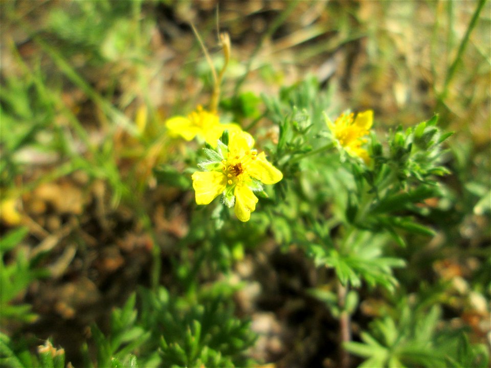 Silber-Fingerkraut (Potentilla argentea) auf einem Mittelstreifen einer Straße in Saarbrücken