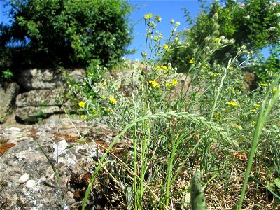 Silber-Fingerkraut (Potentilla argentea) im Bürgerpark Saarbrücken