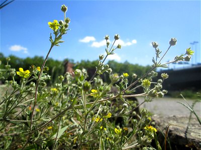 Silber-Fingerkraut (Potentilla argentea) im Bürgerpark Saarbrücken