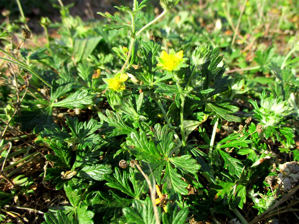 Silber-Fingerkraut (Potentilla argentea) in einer Heidelandschaft in Brebach
