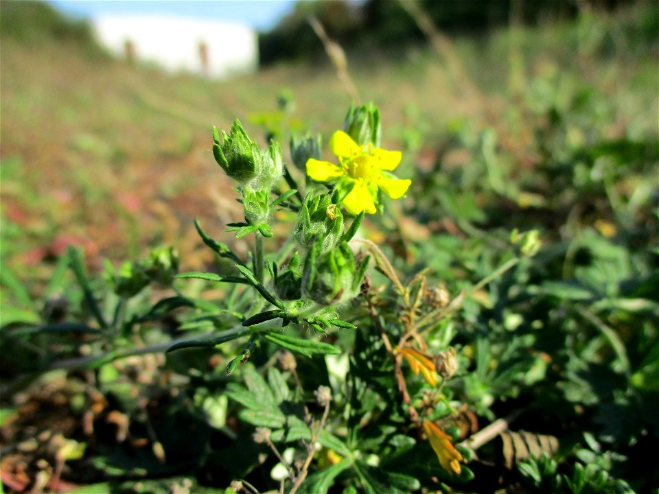 Silber-Fingerkraut (Potentilla argentea) in einer Heidelandschaft in Brebach