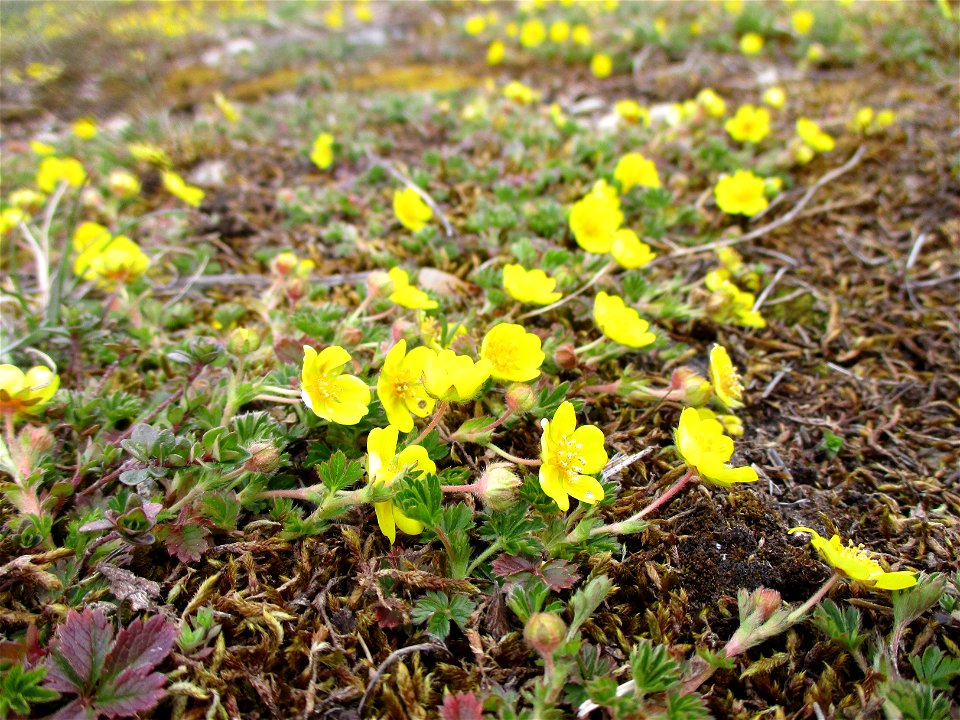Frühlings-Fingerkraut (Potentilla neumanniana) am Kalksteinbruch im Naturschutzgebiet „Birzberg, Honigsack/Kappelberghang“