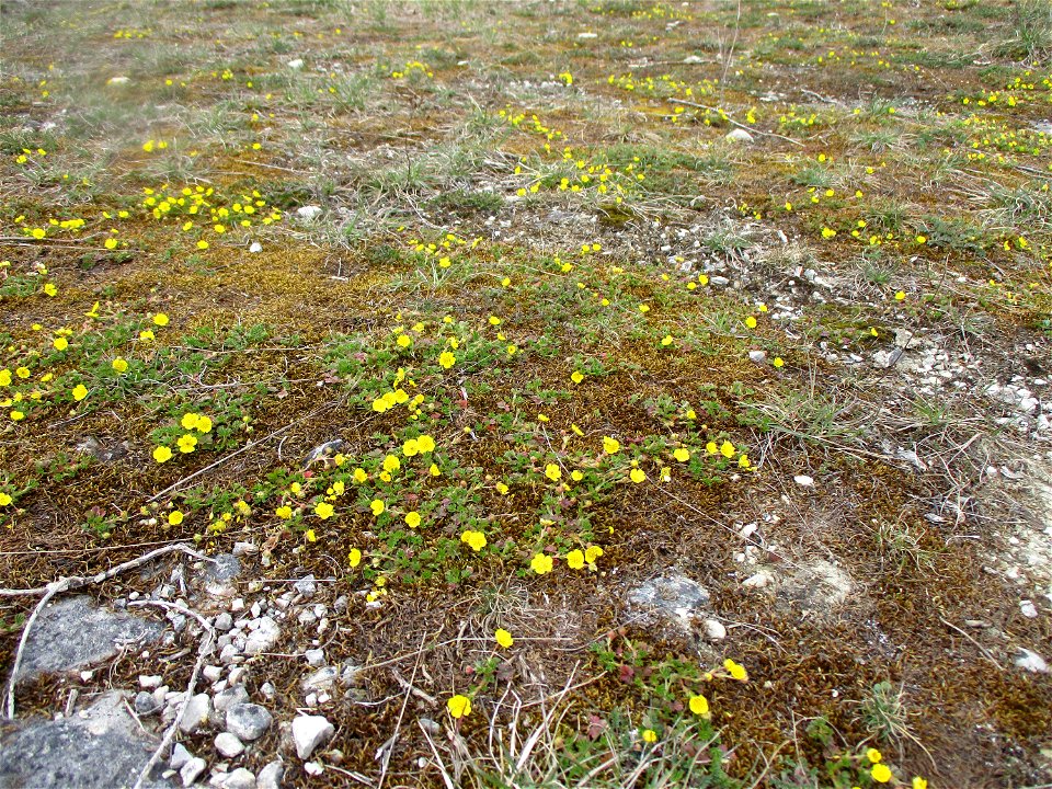 Frühlings-Fingerkraut (Potentilla neumanniana) am Kalksteinbruch im Naturschutzgebiet „Birzberg, Honigsack/Kappelberghang“