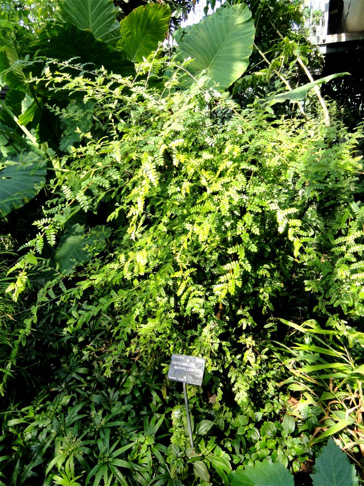 Osteomeles anthyllidifolia specimen in the Jardin Botanique de Lyon, Parc de la Tête d'Or, Lyon, France.