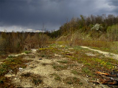 Frühlings-Fingerkraut (Potentilla neumanniana) am Kalksteinbruch im Naturschutzgebiet „Birzberg, Honigsack/Kappelberghang“ photo