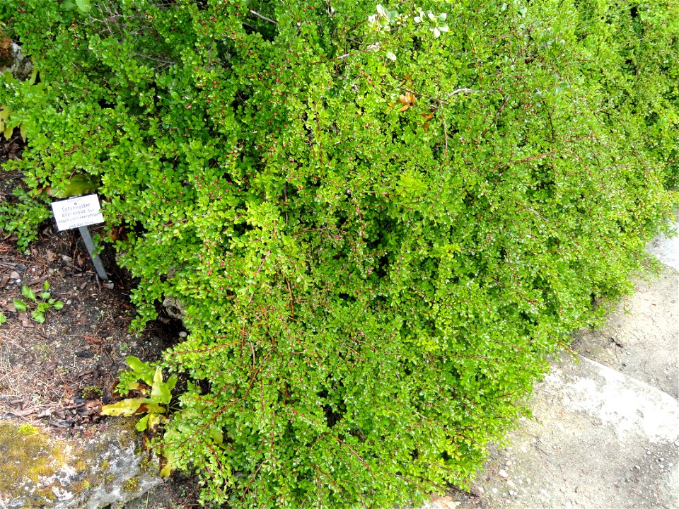 Cotoneaster adpressus specimen in the Botanischer Garten München-Nymphenburg, Munich, Germany.