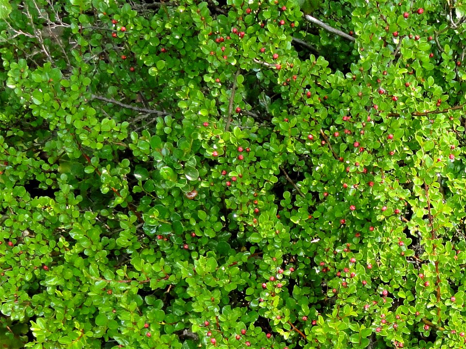 Cotoneaster adpressus specimen in the Botanischer Garten München-Nymphenburg, Munich, Germany.
