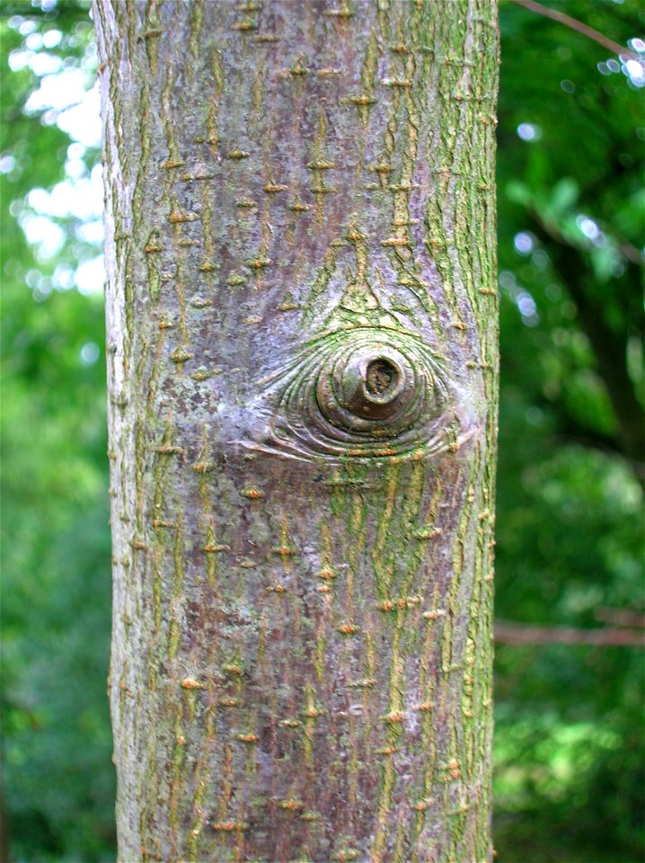 Bark of Sorbus pseudofennica, Arran Whitebeam. Spier's Old School Grounds, Beith, North Ayrshire, Scotland.