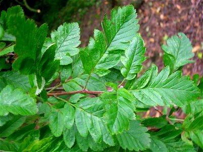 Detail of the leaves of Sorbus pseudofennica, Spier's Old School Grounds, Beith, Ayrshire, Scotland.