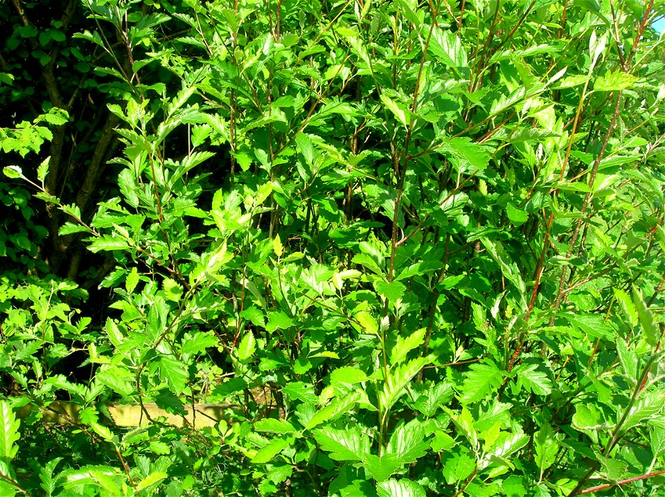 Sorbus pseudofennica at Eglinton Country Park, Irvine, Scotland.