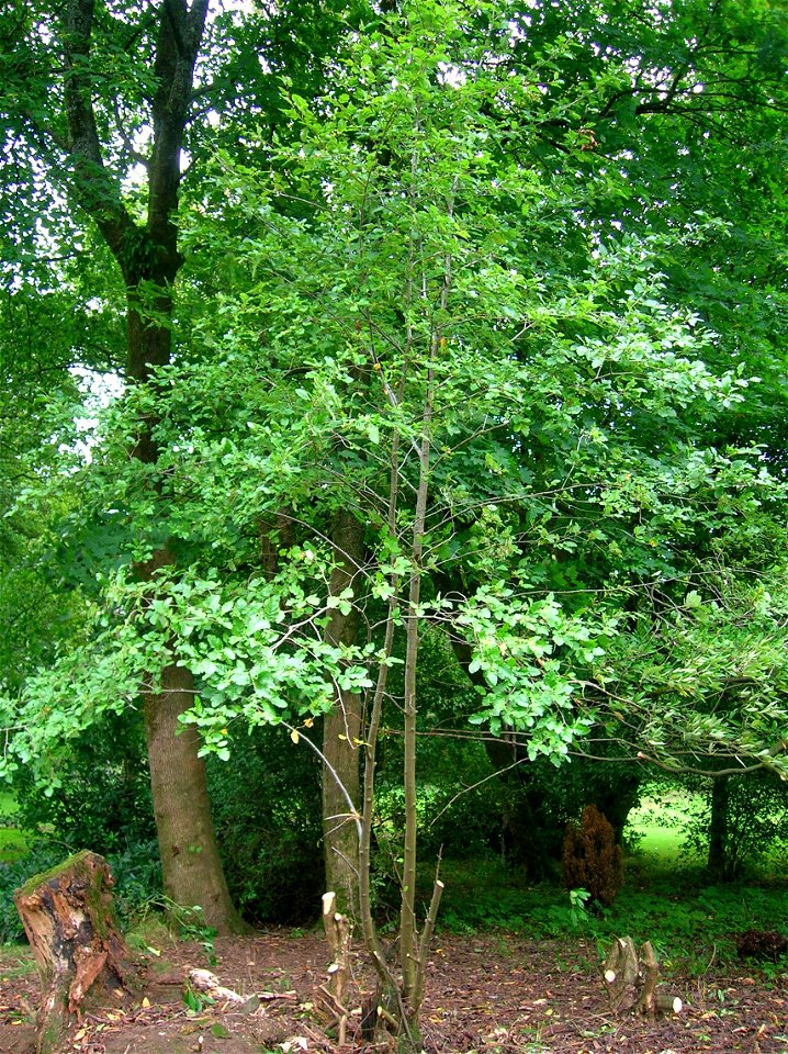 Sorbus pseudofennica, Arran Whitebeam tree at Spier's Old School Grounds, Beith, North Ayrshire, Scotland.