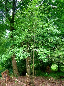 Sorbus pseudofennica, Arran Whitebeam tree at Spier's Old School Grounds, Beith, North Ayrshire, Scotland. photo