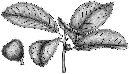 Ficus luschnathiana BYN