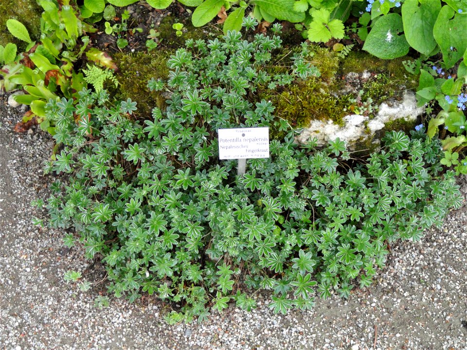 Potentilla nepalensis specimen in the Botanischer Garten München-Nymphenburg, Munich, Germany.
