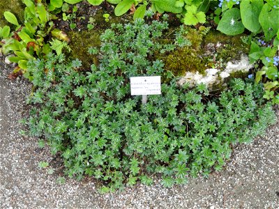 Potentilla nepalensis specimen in the Botanischer Garten München-Nymphenburg, Munich, Germany.