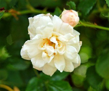 Rosa 'Brunonii flora plena'

 Moschata-Hybride "Brunonii flora plena" (G. Paul 1899)