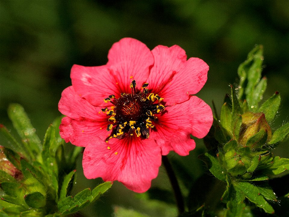 Cinquefoil (Potentilla).