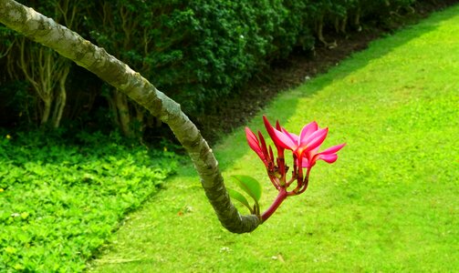 Nature grass flora photo