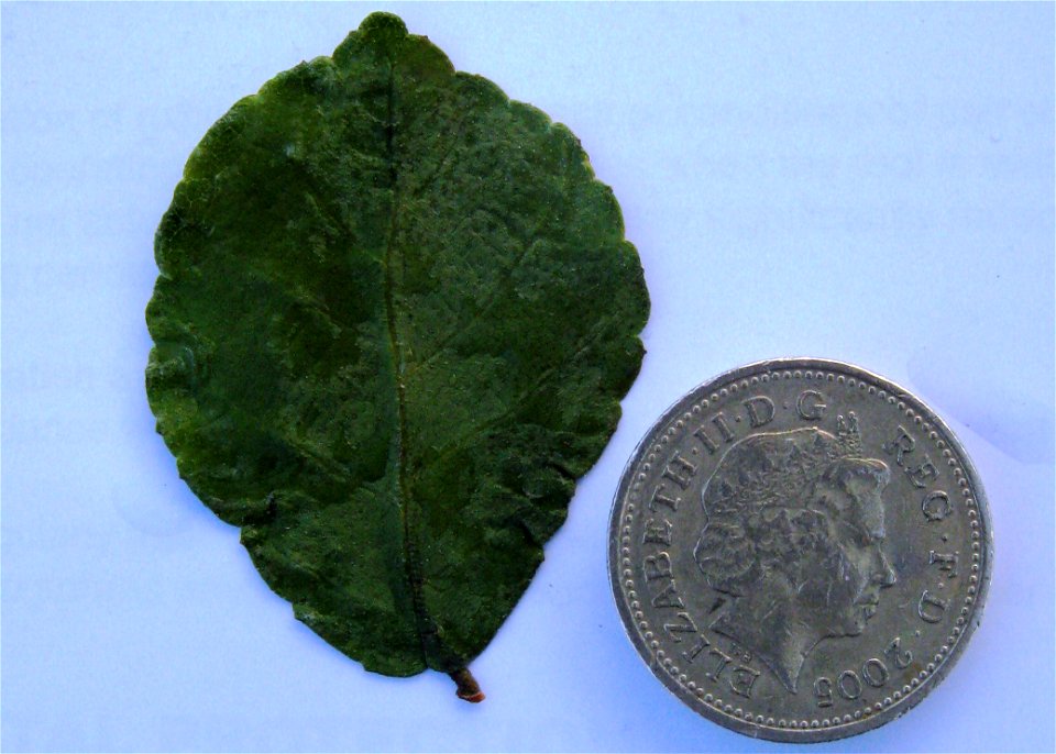 Photo of a leaf from a juvenile (5 years old) Ulmus macrocarpa.