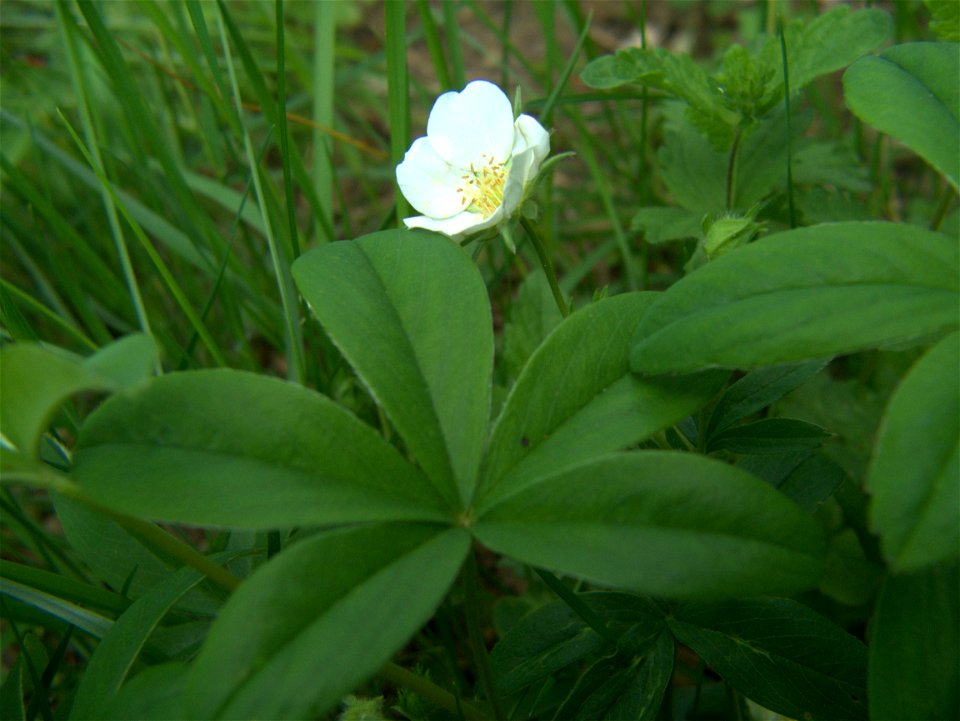 Potentilla alba at Vác - Naszály mountain, Hungary.