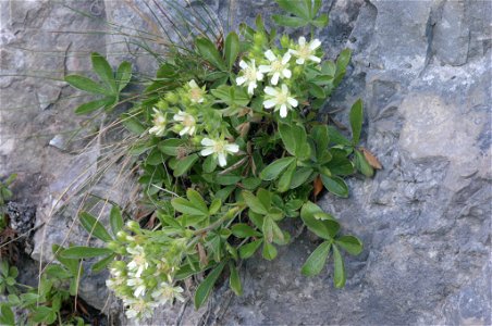 Potentilla caulescens