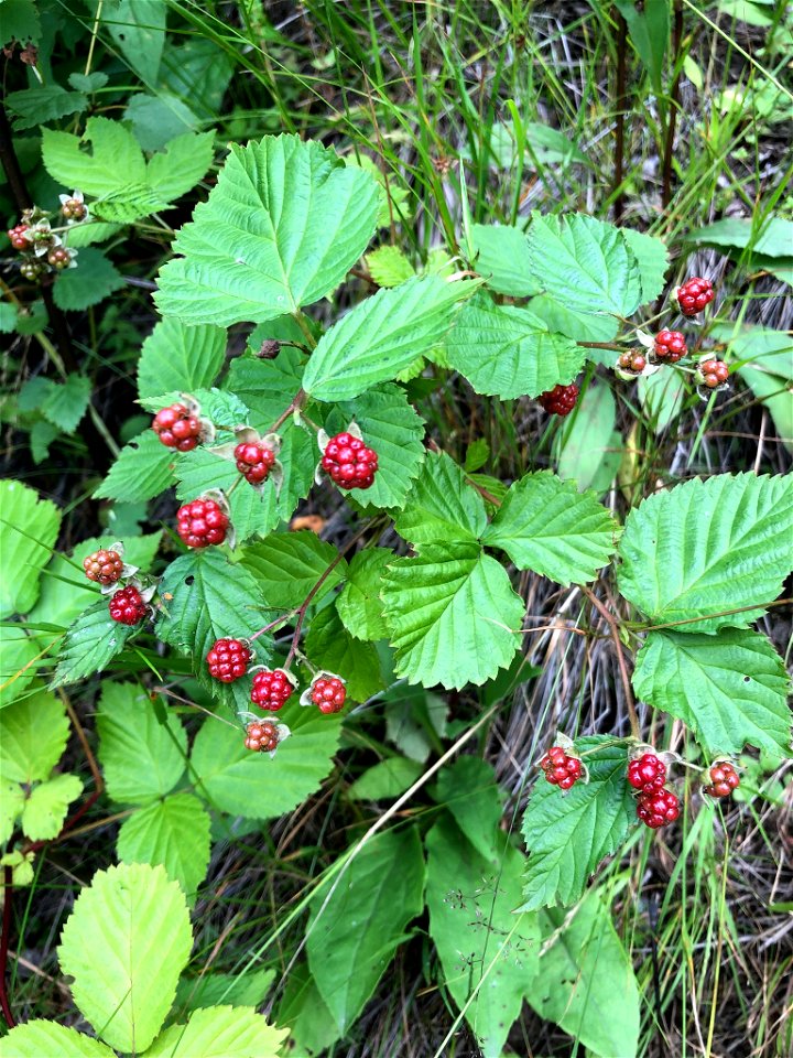 Ness bramble (Rubus nessensis)