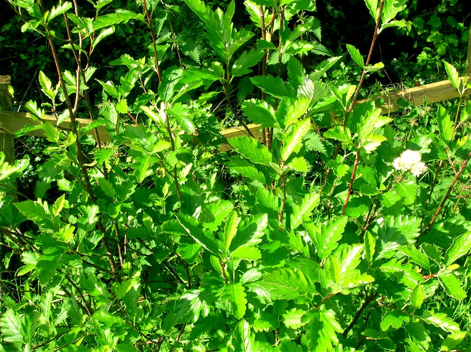 Sorbus arranensis foliage, Eglinton Country Park, Irvine, Scotland.