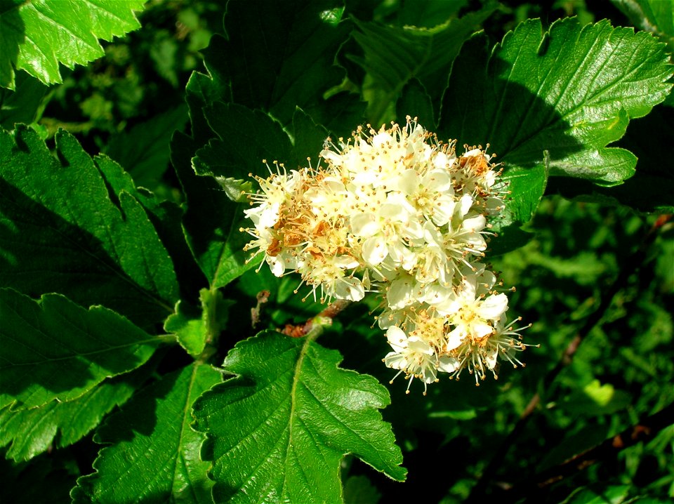 Sorbus arranensis in flower, Eglinton Country Park, Ayrshire, Scotland.