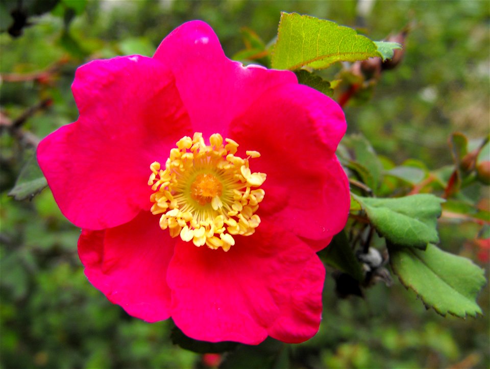 Rosa pinetorum at Rancho Santa Ana Botanic Garden in Claremont, California, USA. Identified by sign.