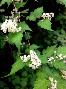 Neillia incisa, deciduous forest at summit of Mount Takao, Hachiōji, Tokyo, Japan.