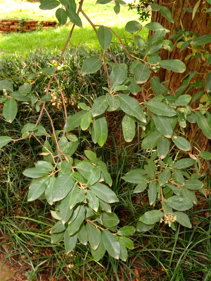 Plant specimen in the Kunming Botanical Garden, Kunming, Yunnan, China.
