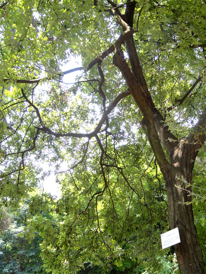 Plant specimen in the Kunming Botanical Garden, Kunming, Yunnan, China.