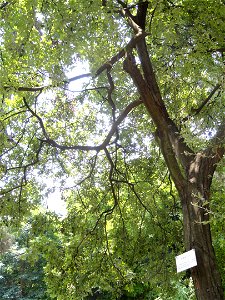 Plant specimen in the Kunming Botanical Garden, Kunming, Yunnan, China.