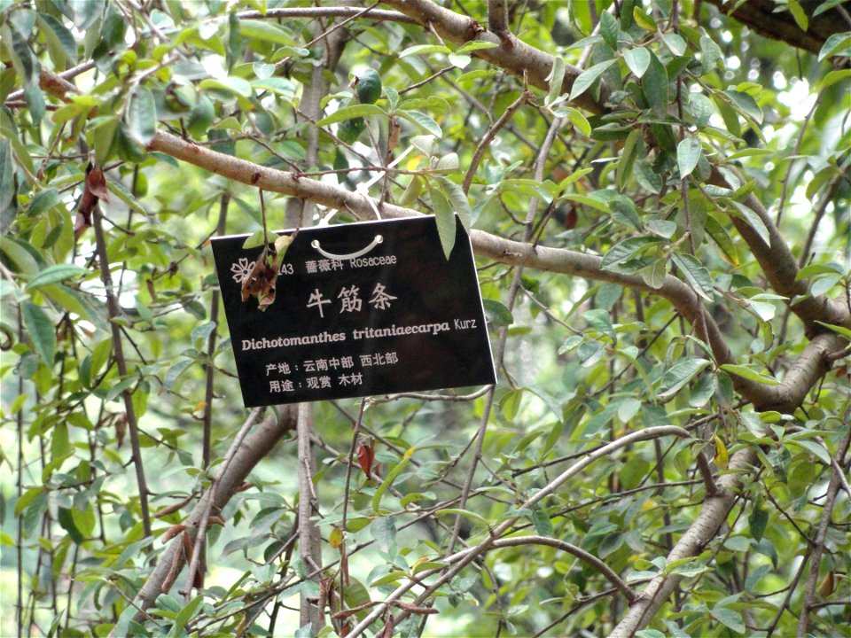 Plant specimen in the Kunming Botanical Garden, Kunming, Yunnan, China.