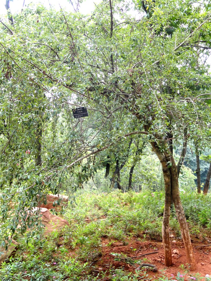 Plant specimen in the Kunming Botanical Garden, Kunming, Yunnan, China.